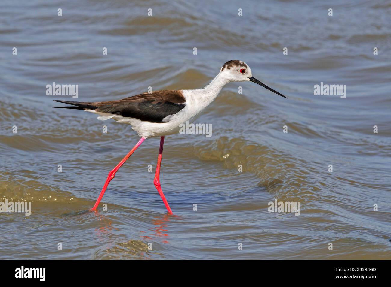 Black-winged stilt (Himantopus himantopus) male foraging in shallow water at wetland in spring Stock Photo