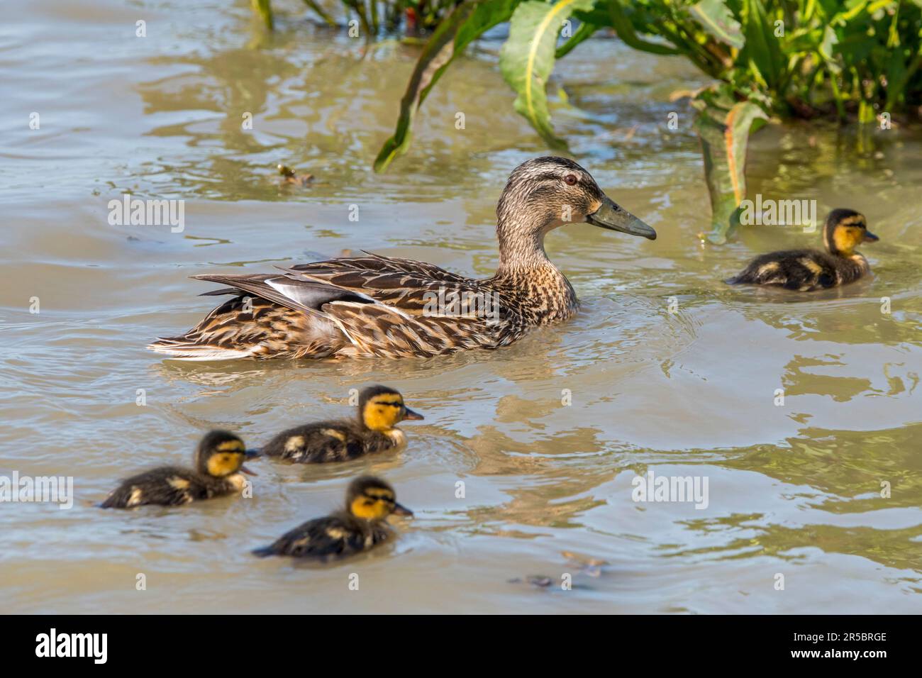 Garganey (Spatula querquedula) female swimming with chicks / ducklings in pond in spring Stock Photo