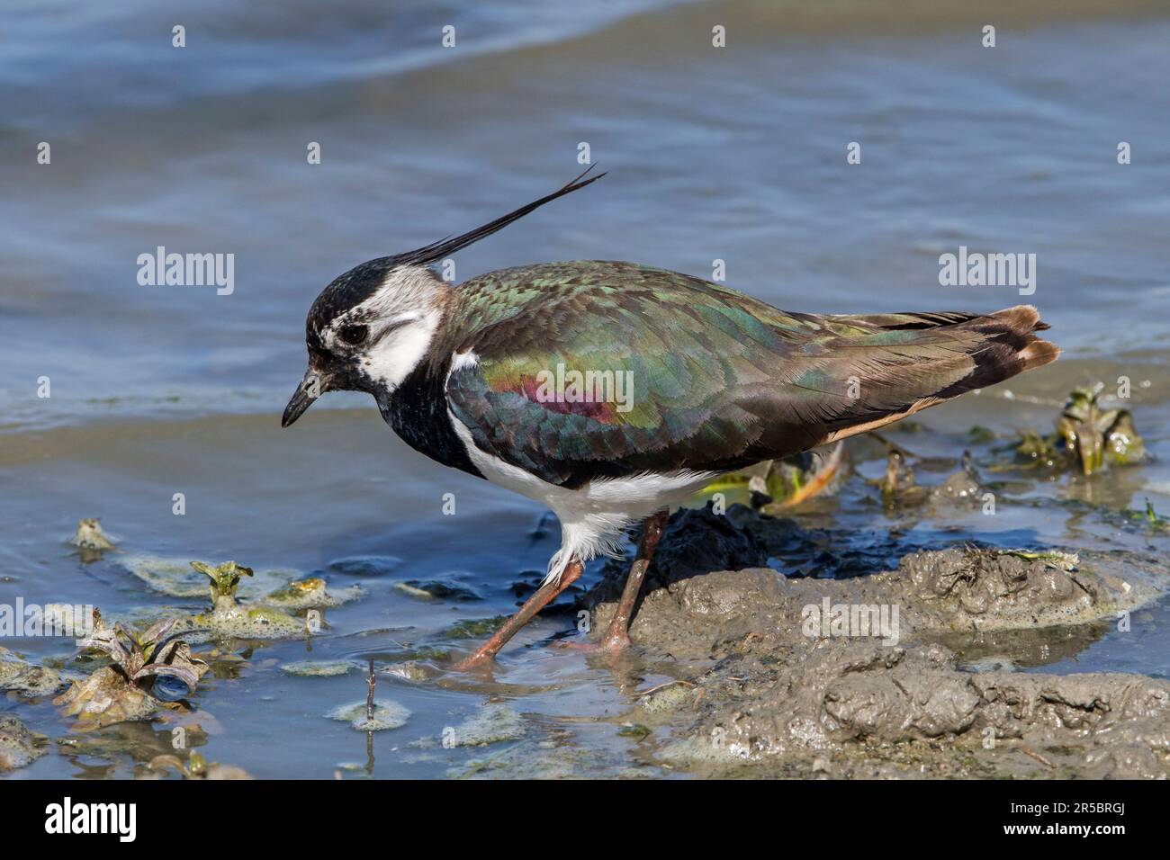 Northern lapwing (Vanellus vanellus) foraging along muddy pond bank in spring Stock Photo
