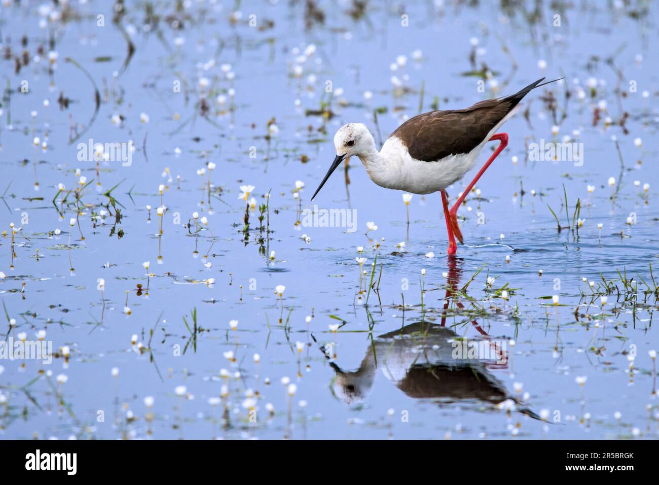 Black-winged stilt (Himantopus himantopus) female foraging in shallow water at wetland in spring Stock Photo