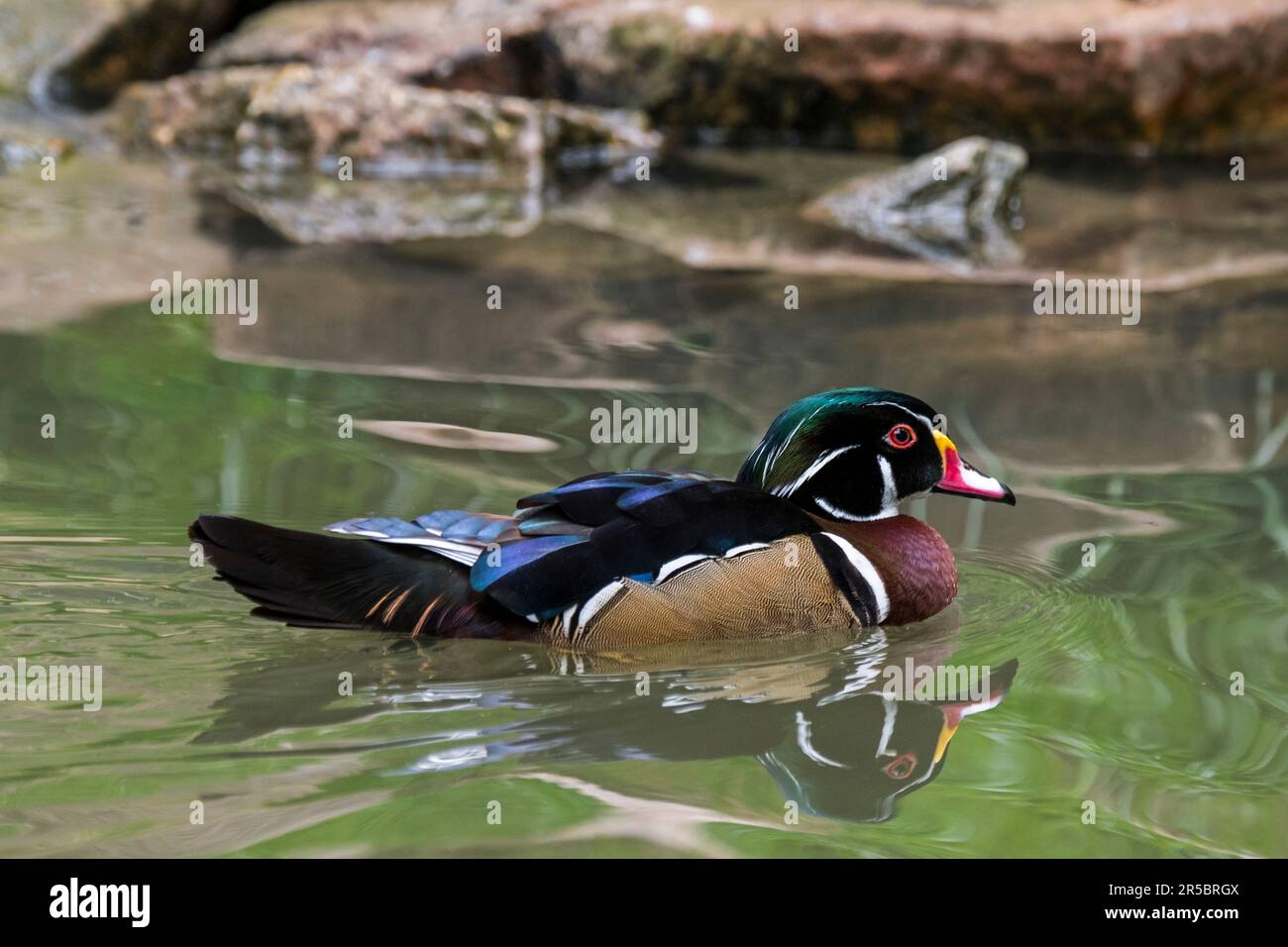 Wood duck / Carolina duck (Aix sponsa) male swimming in lake in spring, perching duck native to North America Stock Photo