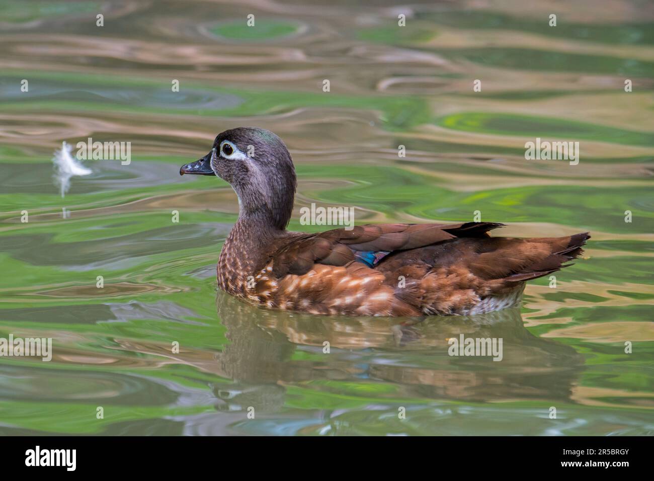 Wood duck / Carolina duck (Aix sponsa) female swimming in lake in spring, perching duck native to North America Stock Photo