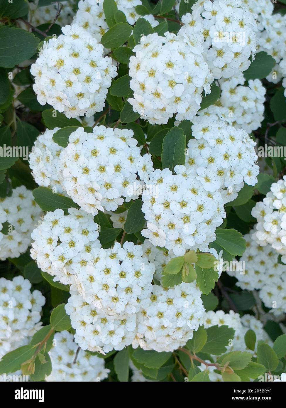 Spiraea X Vanhouttei Flowers Stock Photo - Alamy