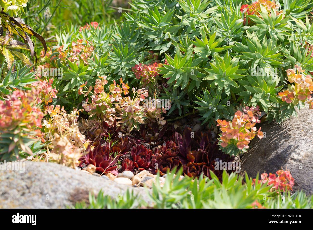 Bountiful vibrant colour of a Myrtle Spurge plant , Euphorbia rigida. Stock Photo