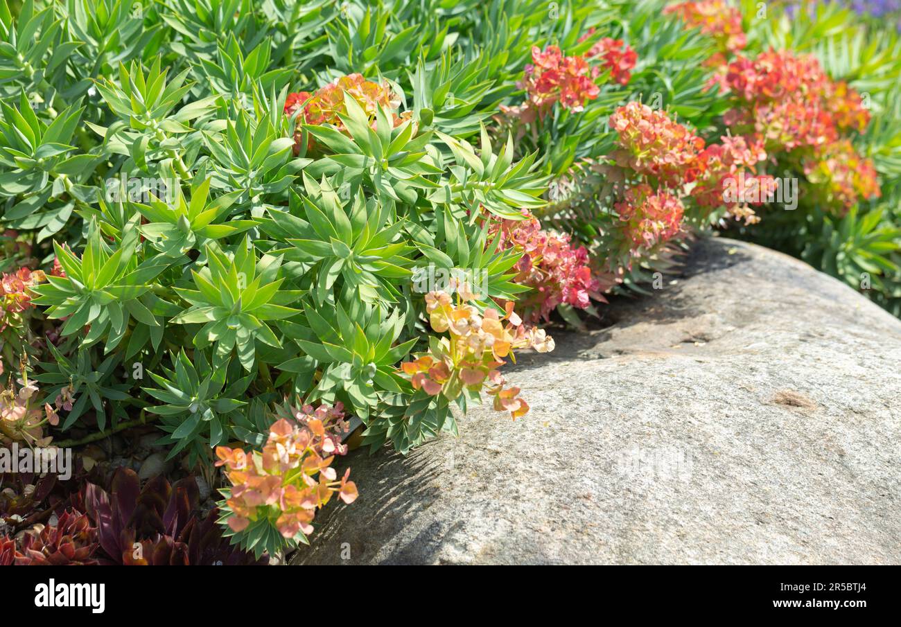 Bountiful vibrant colour of a Myrtle Spurge plant , Euphorbia rigida. Stock Photo