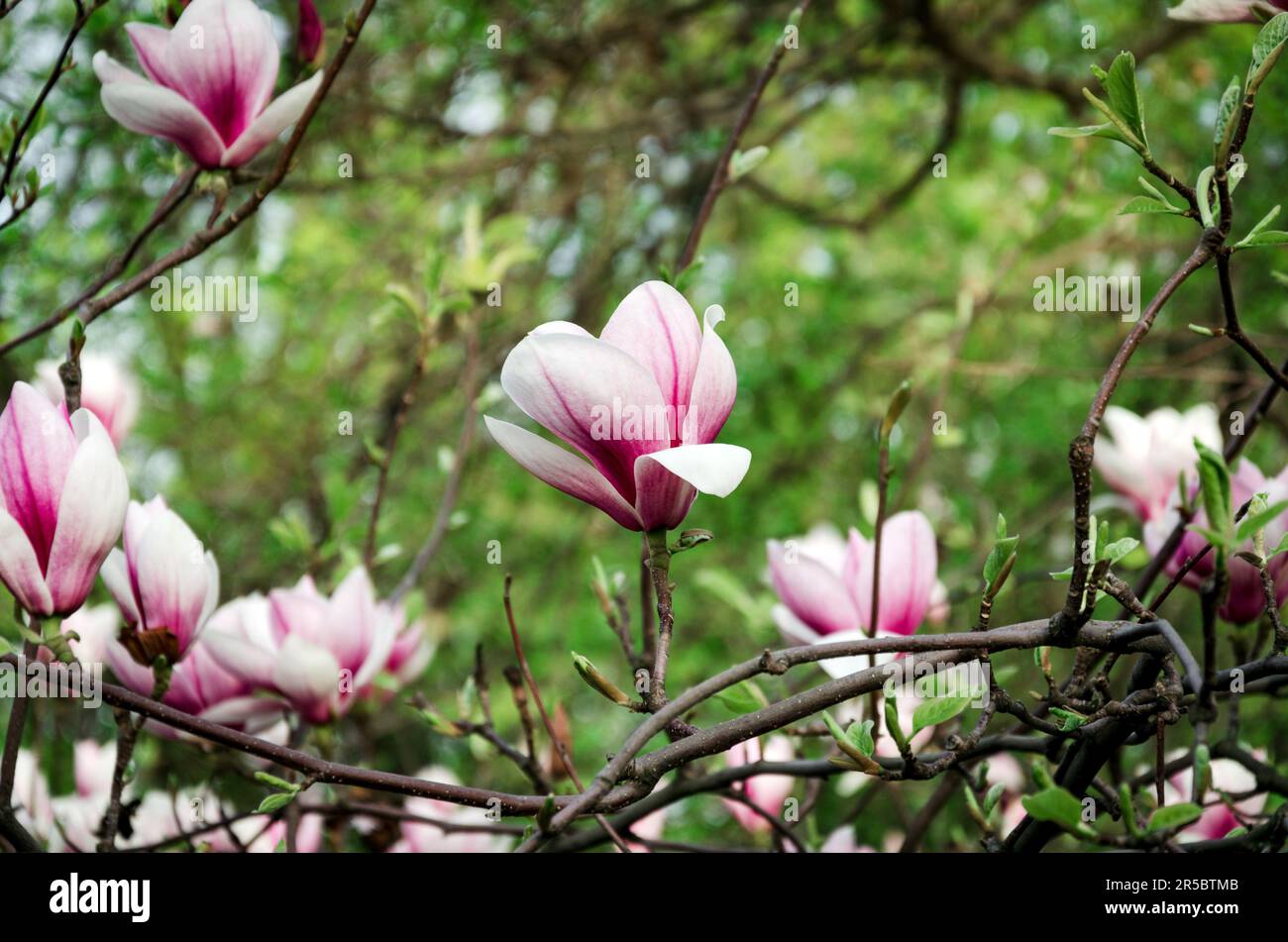 Magnolia planting hi-res stock photography and images - Alamy
