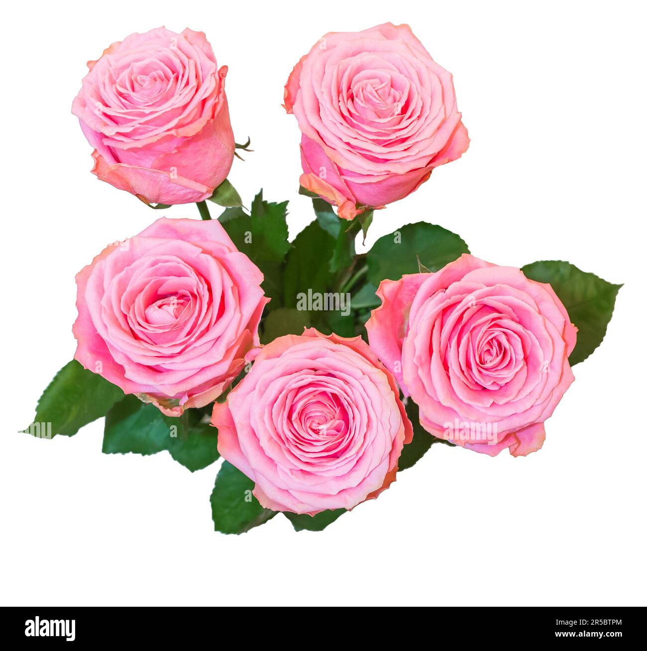 bouquet of pink roses isolated on white background .Pink roses on white