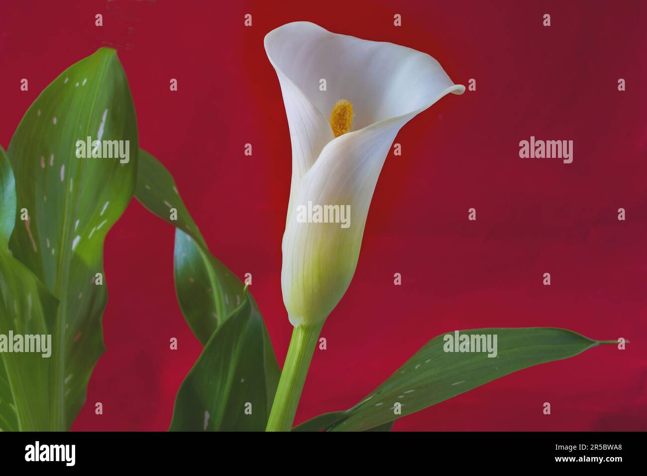 A beautiful single white lily in close against a red background Stock Photo
