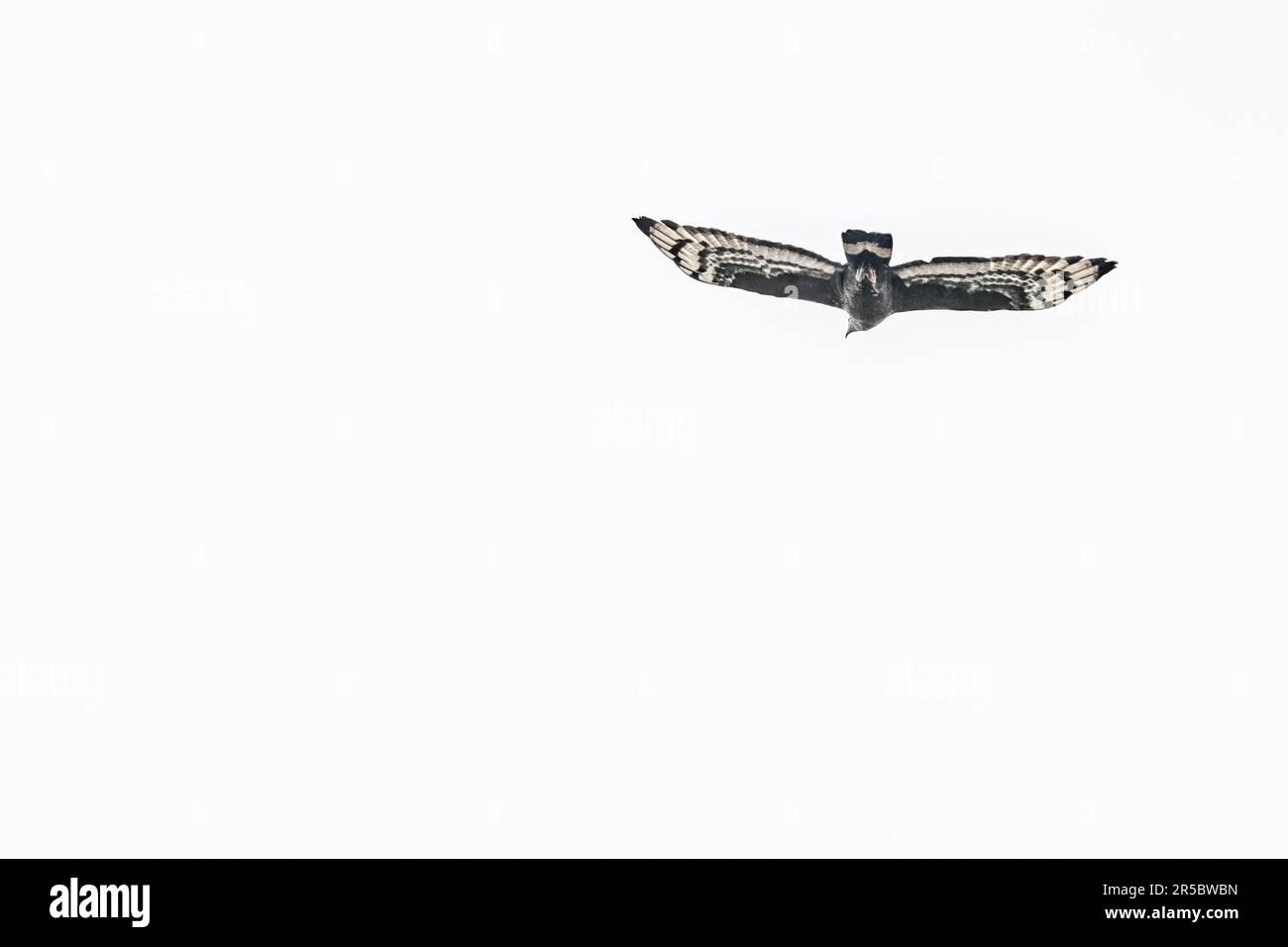 A Serpent eagle in flight Stock Photo