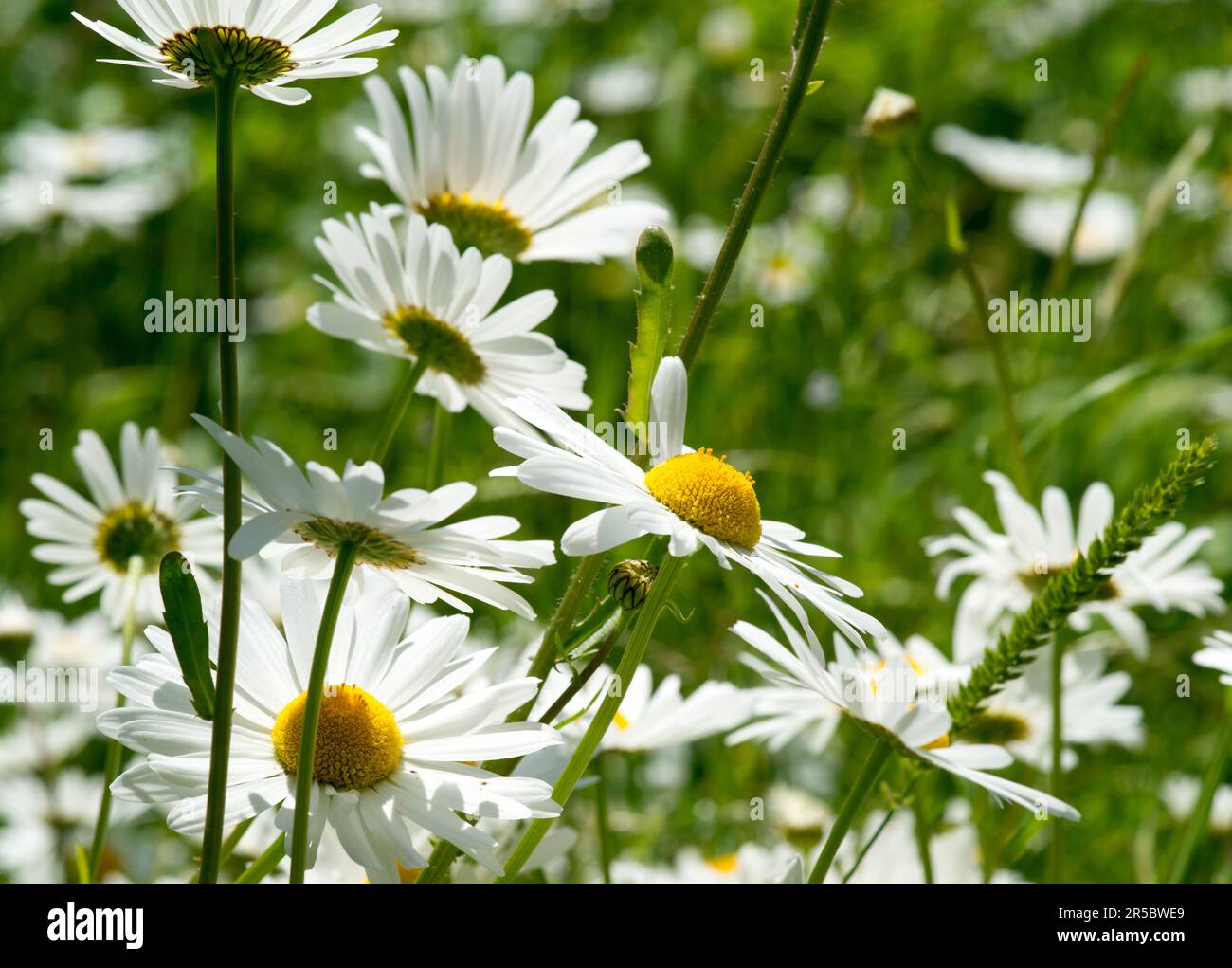 Bellis perennis or Common Daisy ,it is sometimes qualified as common daisy, lawn daisy or English daisy. Stock Photo