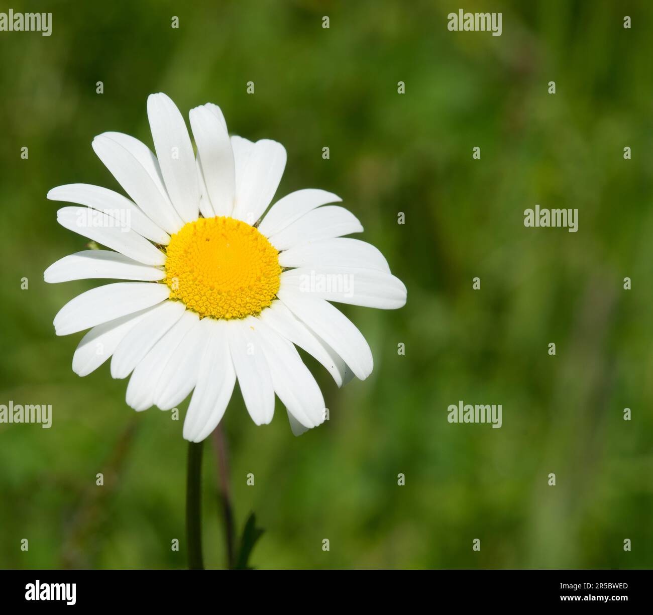 Bellis perennis or Common Daisy ,it is sometimes qualified as common daisy, lawn daisy or English daisy. Stock Photo