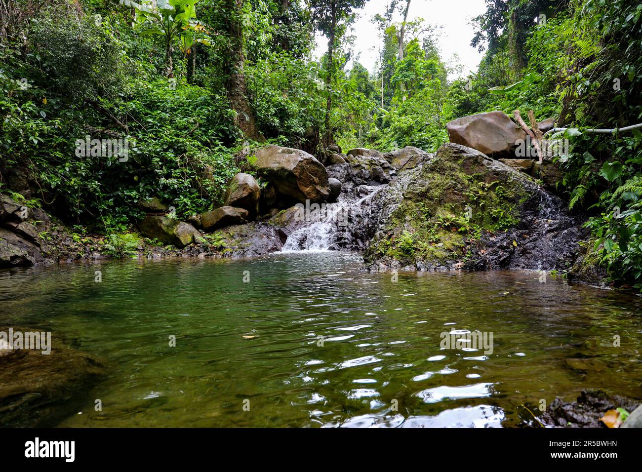A scenic view of a lush river winding its way through a dense jungle ...