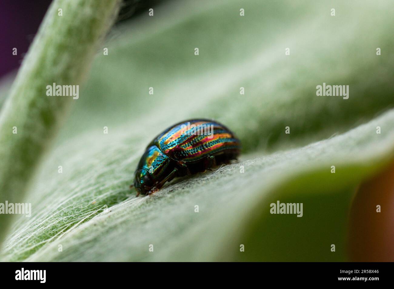 shiny multi colored beetle sitting on a green leaf Stock Photo