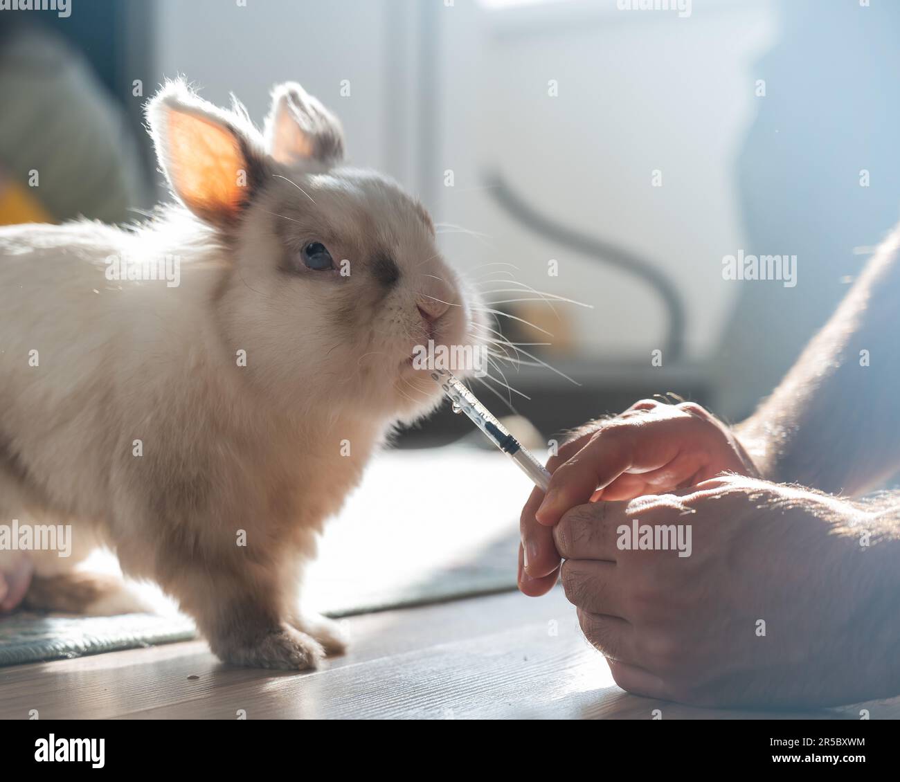 A man gives a rabbit medicine from a syringe. Bunny drinks from a