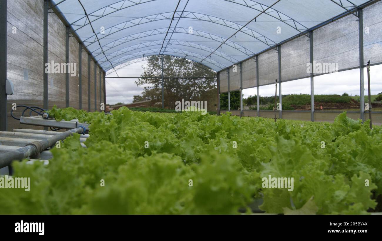 Lettuce planting inside a greenhouse using hydroponics culture without any use of pesticides. Stock Photo
