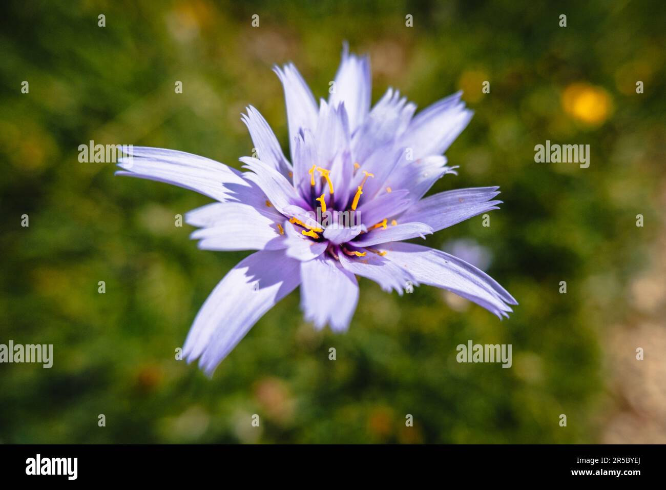 Catananche caerulea or cupid's dart blooming near Grimone in the French Alps Stock Photo