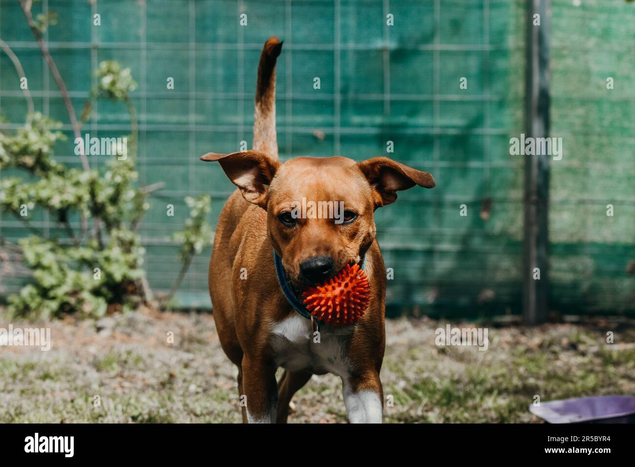 A happy brown dog carrying an orange ball in its mouth while walking in a lush green yard Stock Photo