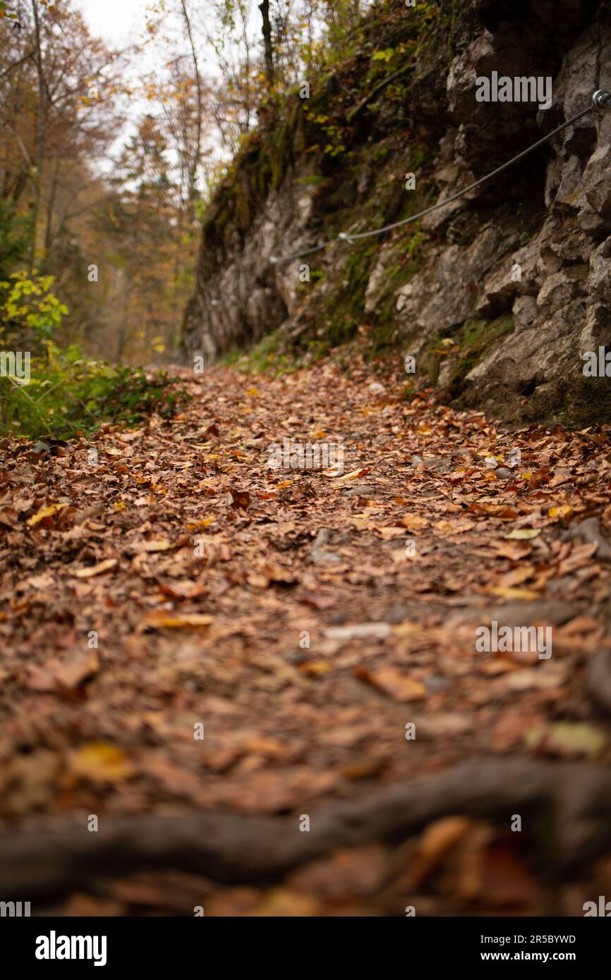 Sunlit autumn pathway fallen hi-res stock photography and images - Alamy
