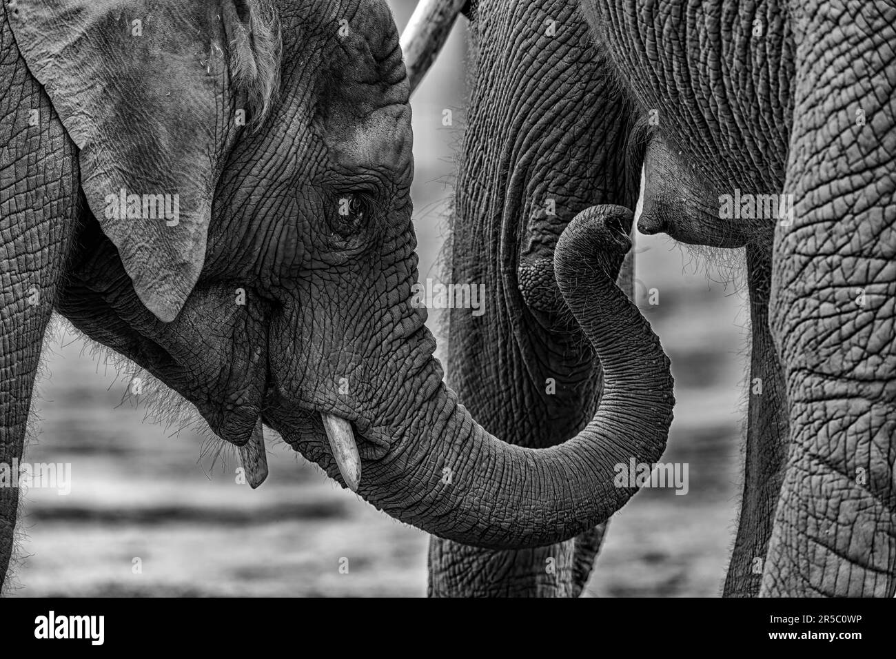 Two African elephants standing side by side, touching trunks in a show