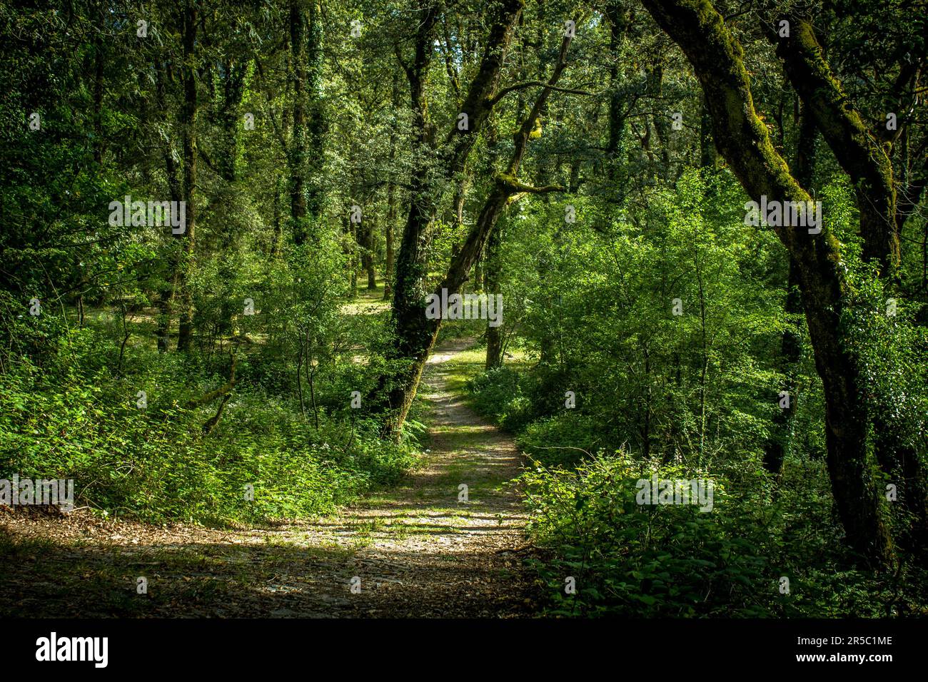 Lush vegetation dense trees forest hi-res stock photography and images ...