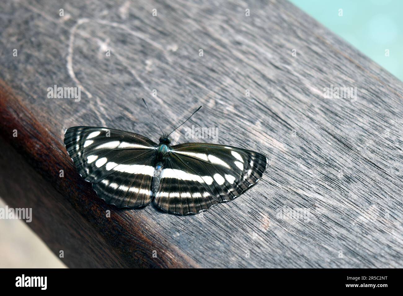 Common sailor butterfly, Neptis hylas Stock Photo