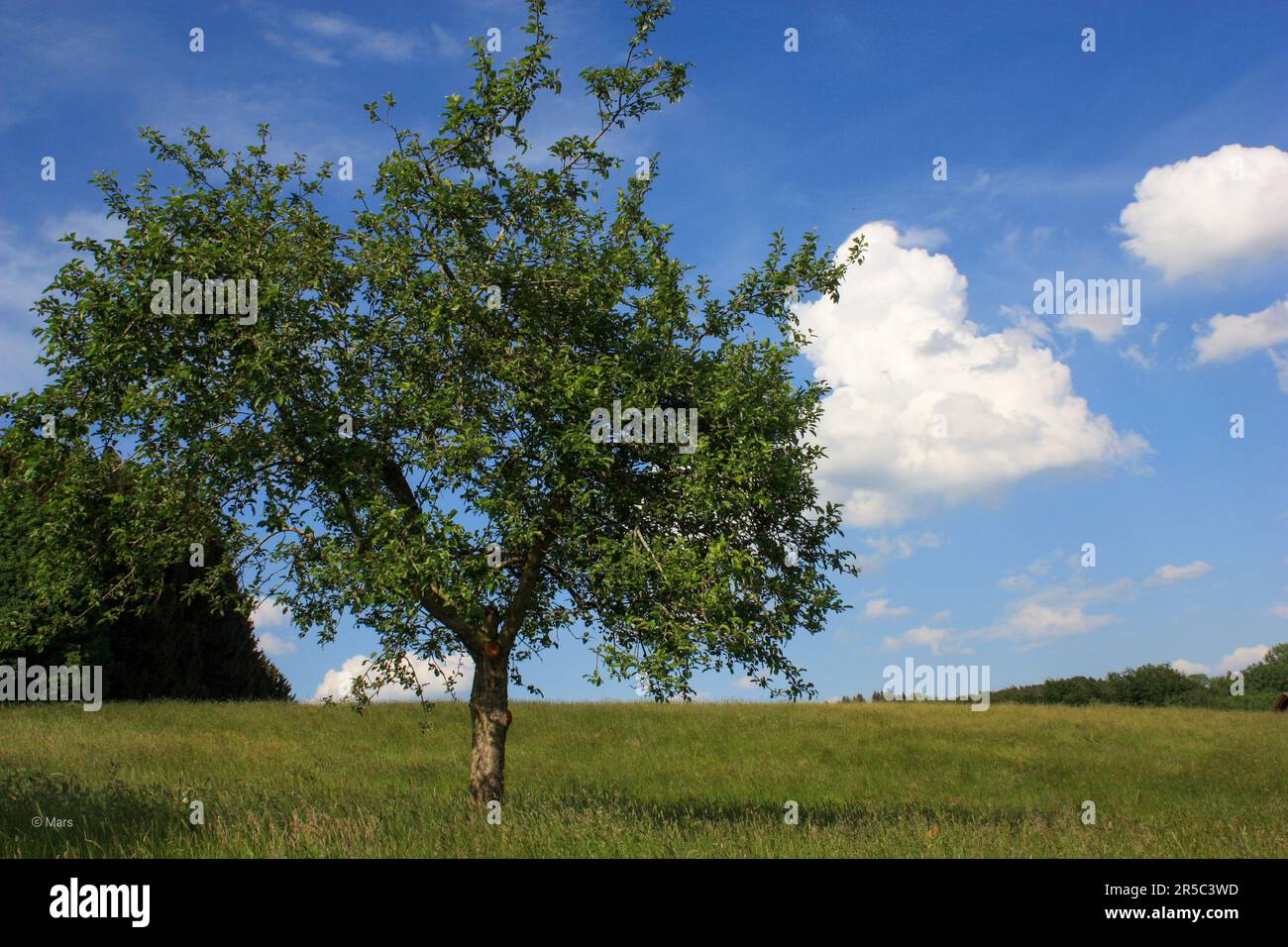 A majestic tree standing alone in a lush green field beneath a bright ...