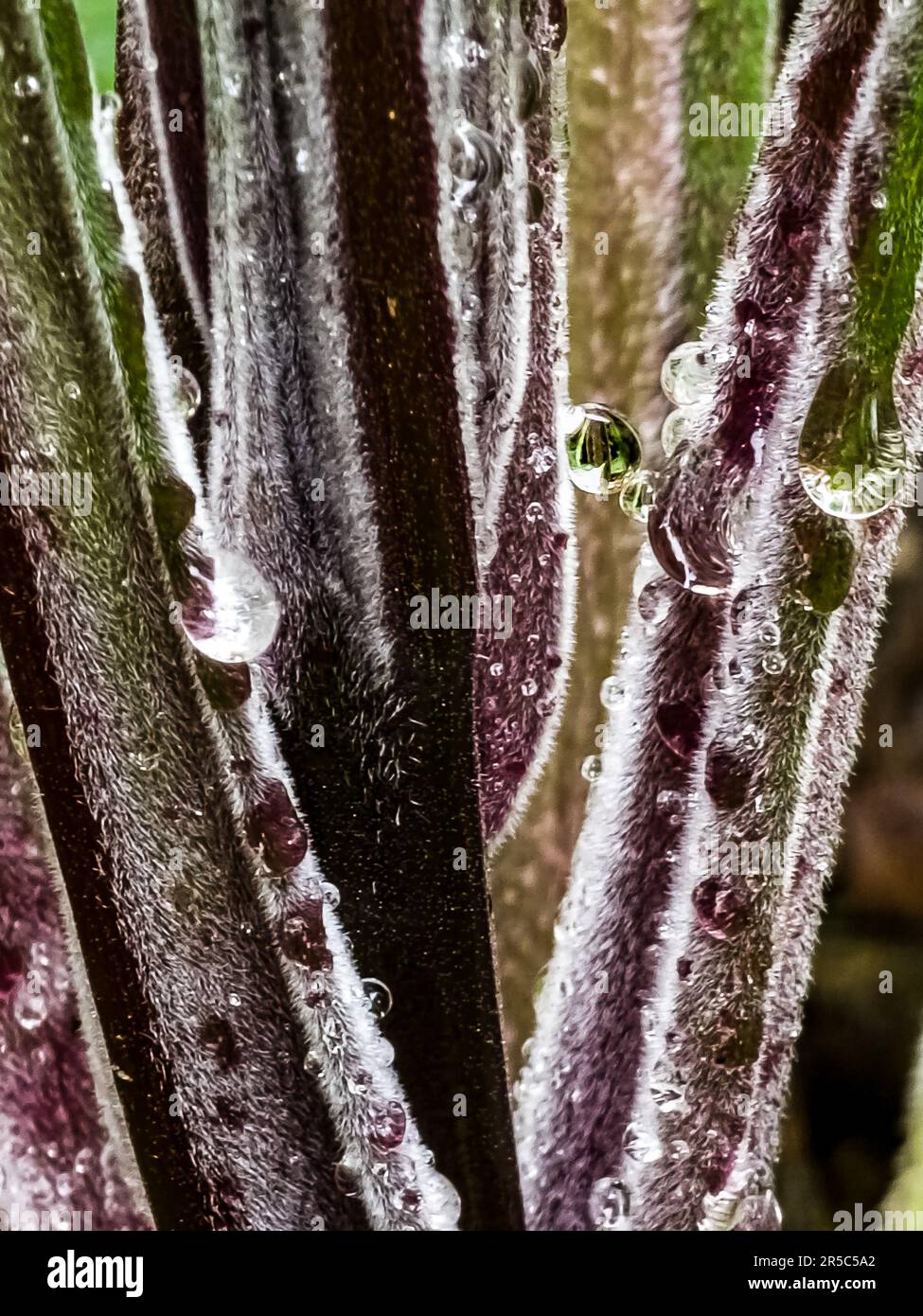 A Vibrant Green And Purple Plant With Water Droplets On Its Leaves Set a-vibrant-green-and-purple-plant-with-water-droplets-on-its-leaves-set