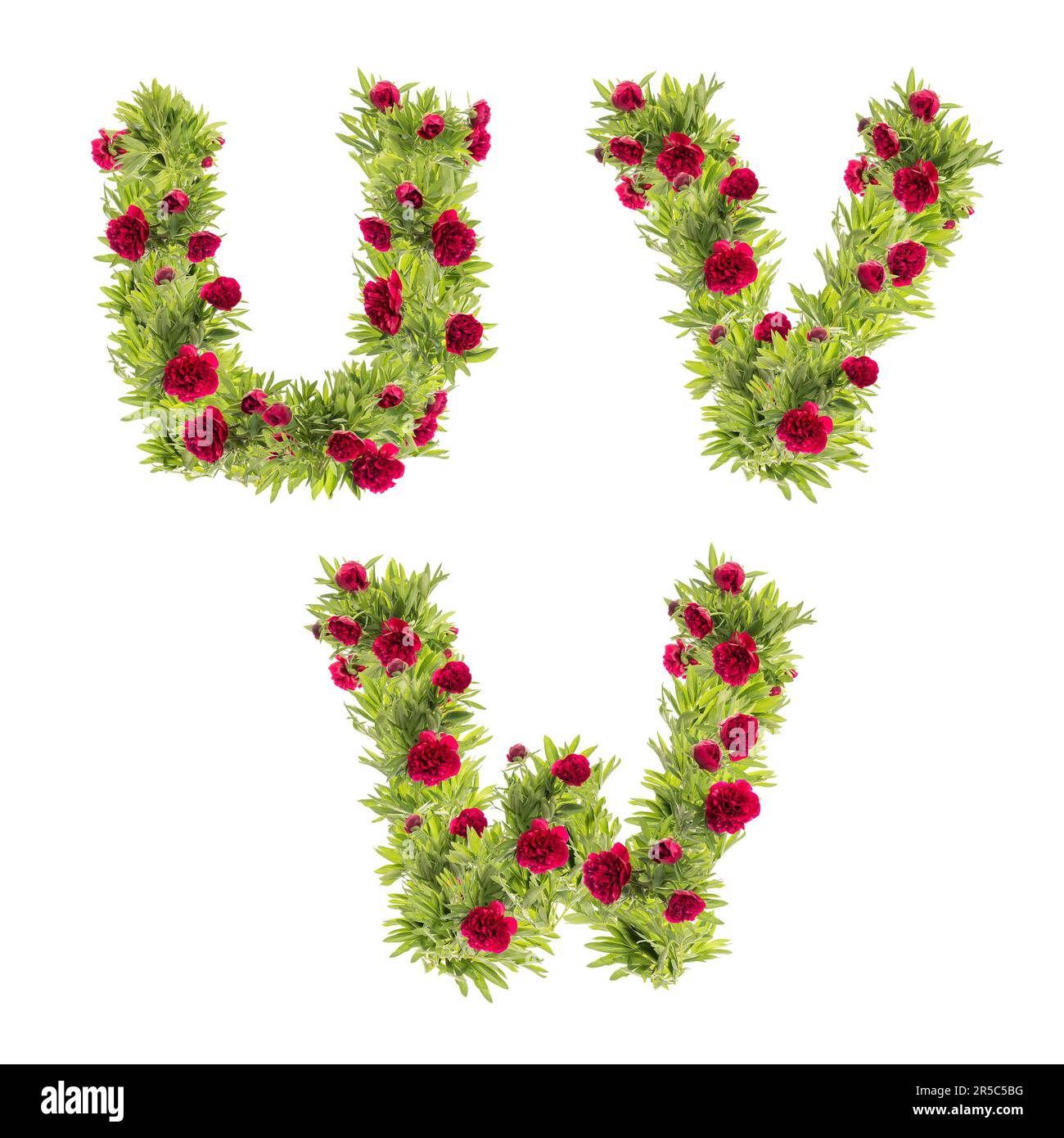 3D illustration of Peony flowers capital letter alphabet - letters U-W Stock Photo