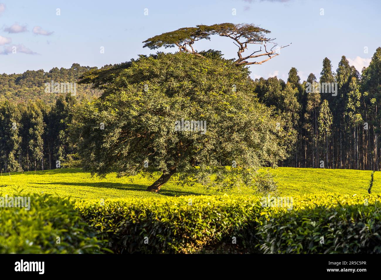 Tea field with shade trees on Satemwa Estate in Shire Highlands, Thyolo. Satemwa tea and coffee plantation near Thyolo, Malawi Stock Photo