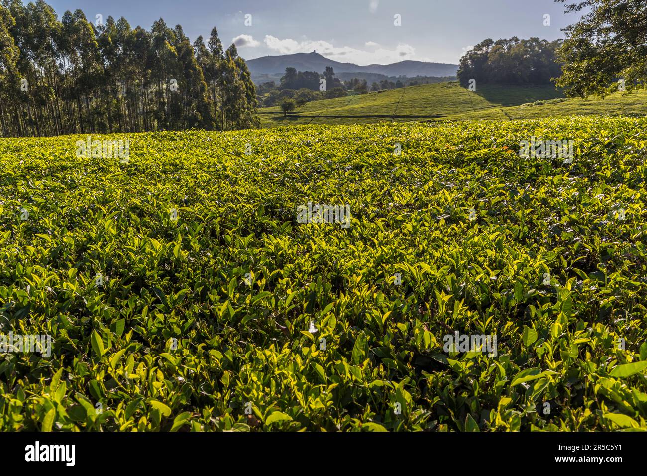 View over tea fields on Satemwa Estate. The plantation in the Shire Highlands comprises around 900 hectares of tea fields and 50 hectares of coffee fields, Thyolo, Malawi. Satemwa tea and coffee plantation near Thyolo, Malawi Stock Photo