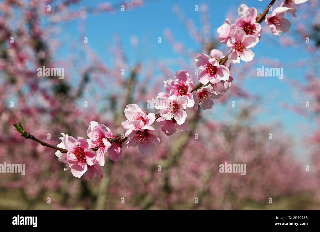 The branch with Peach blossom Stock Photo