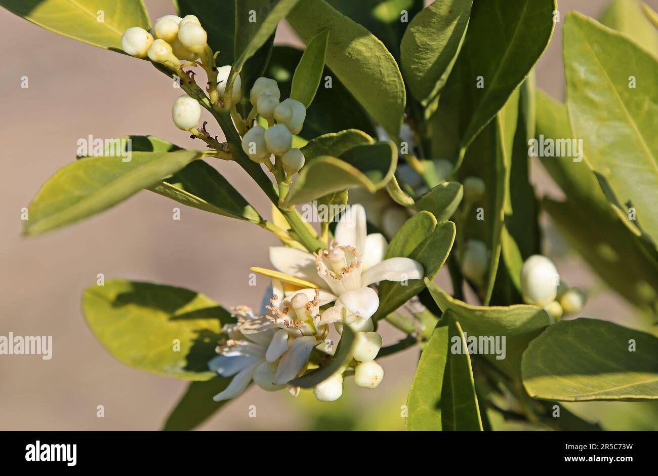 Orange blossom Stock Photo