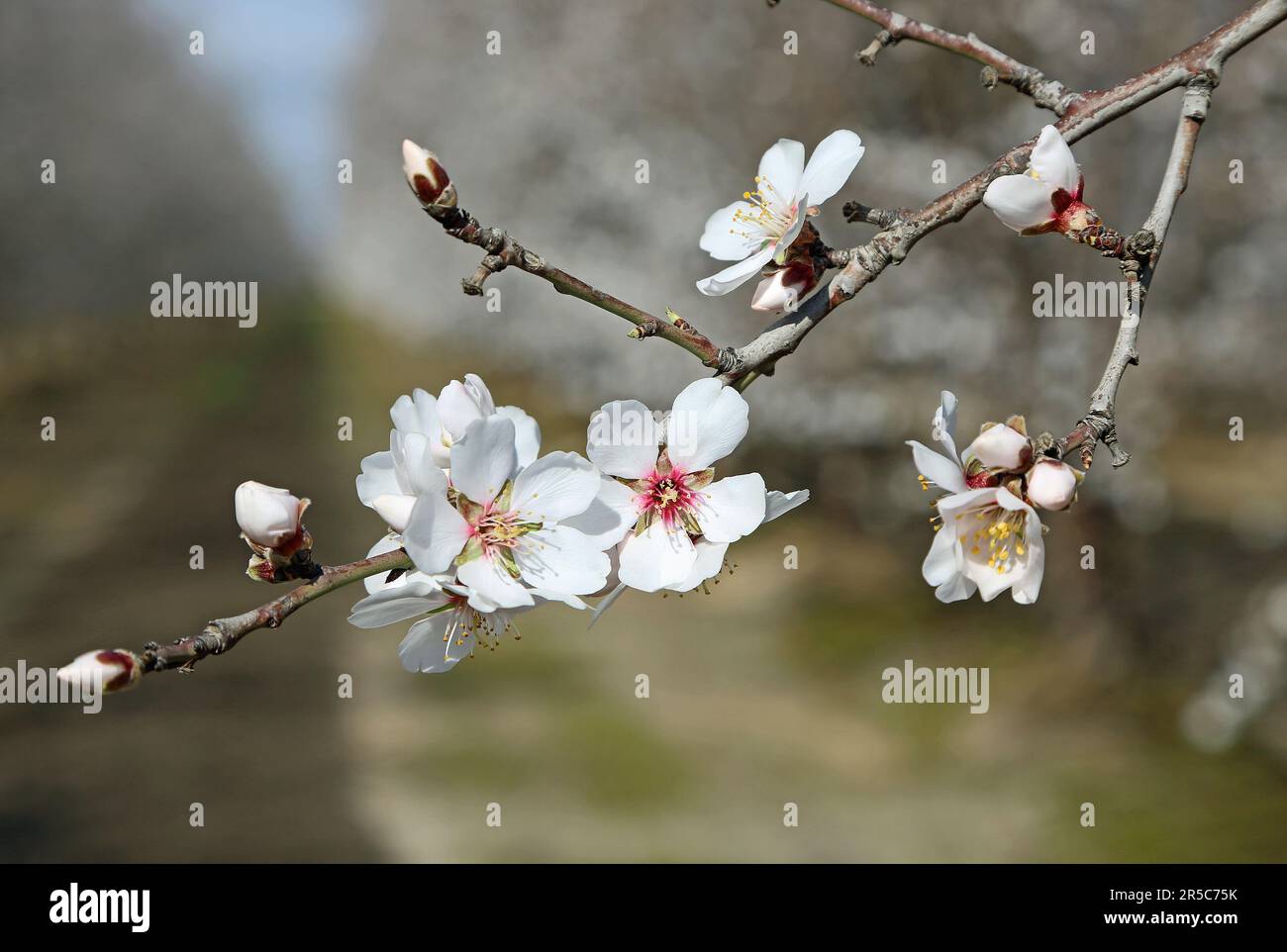 Almond blossom Stock Photo
