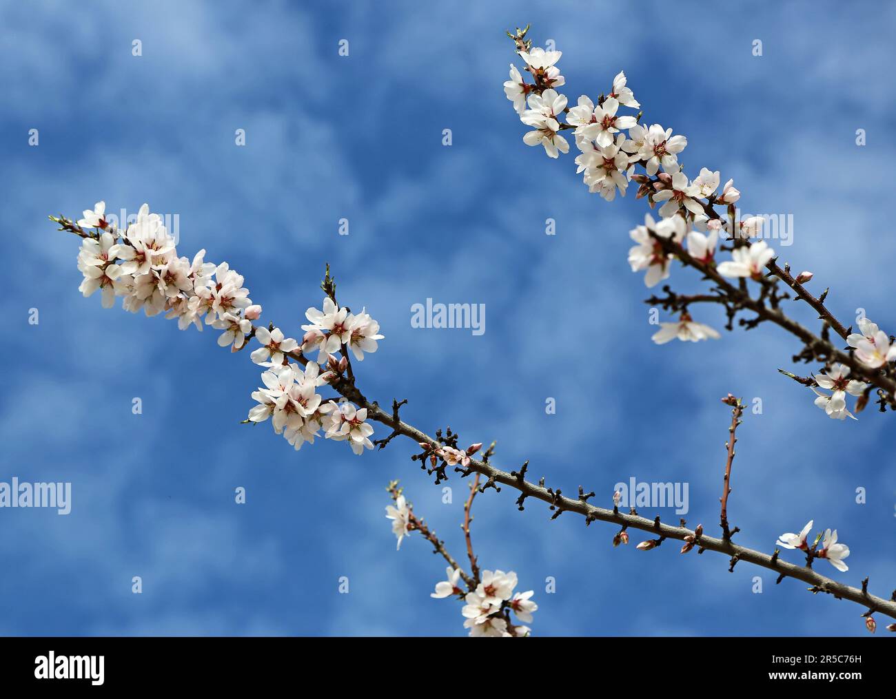 Almond blossom on blue sky Stock Photo
