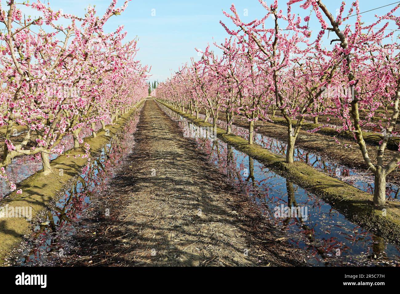 Peach tree orchard Stock Photo