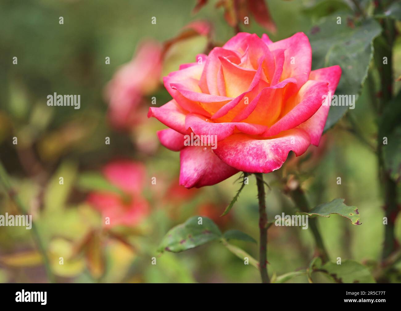 Multicolored Roses Stock Photo