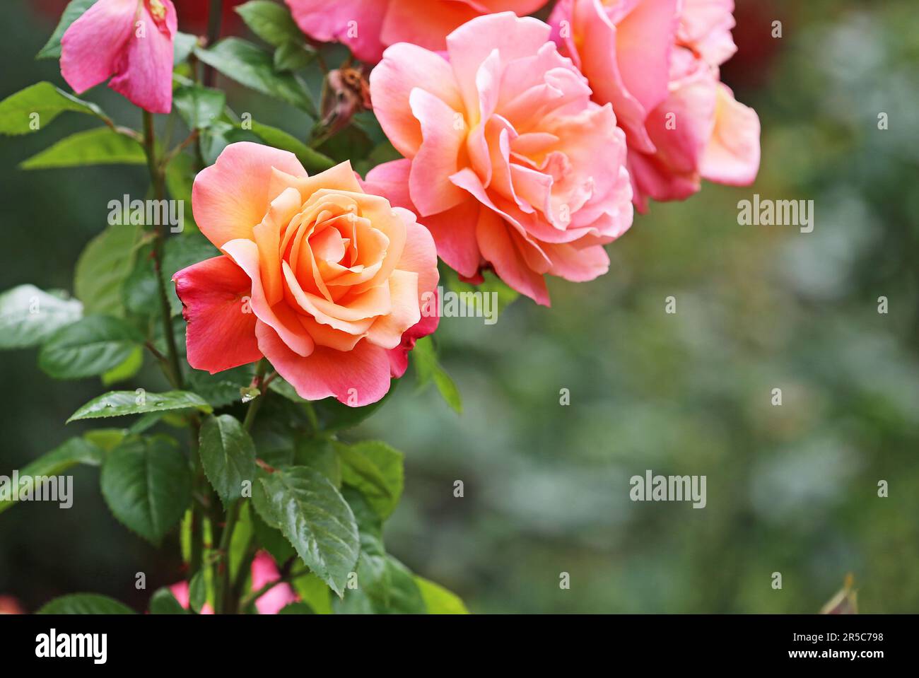 Roses Stock Photo