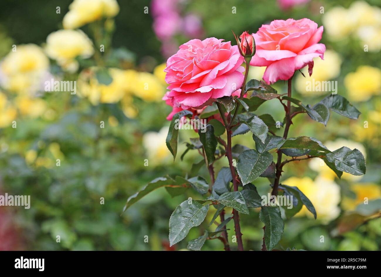 Pink Roses Stock Photo