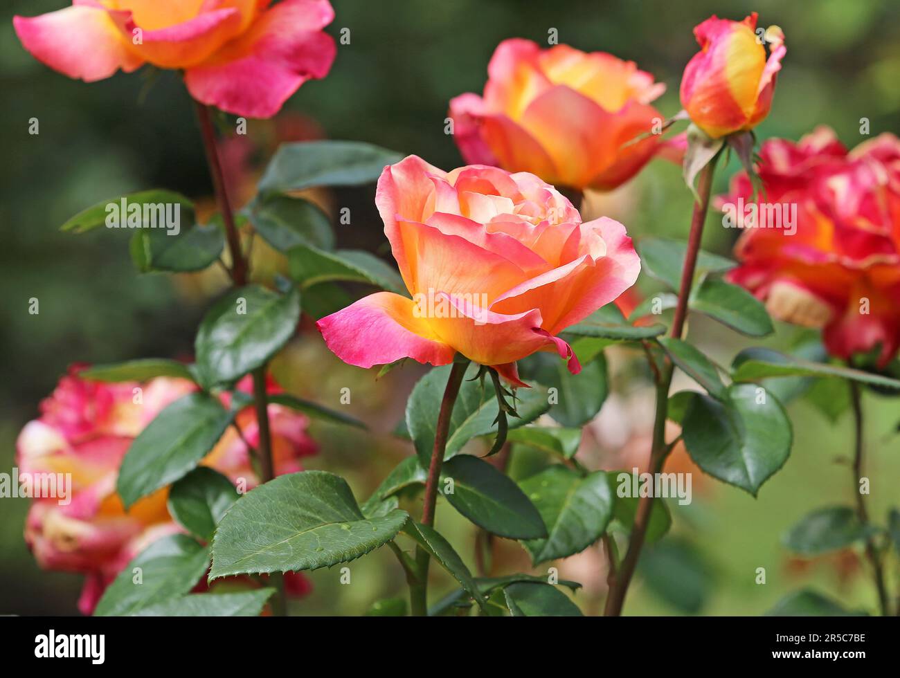 Delicate Rose Stock Photo
