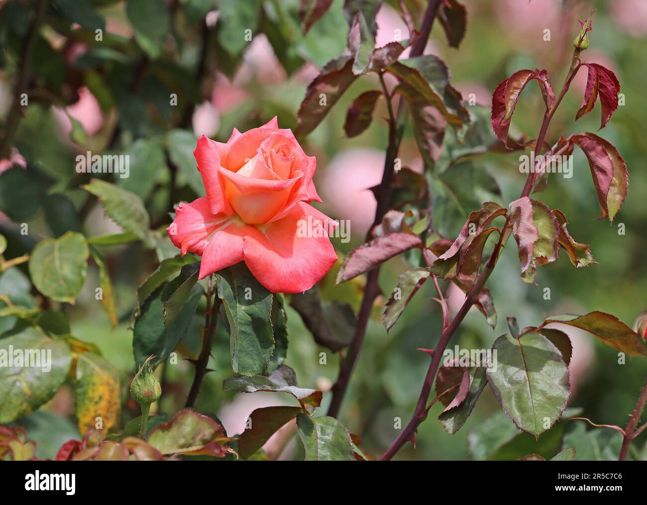 Pastel Rose Stock Photo