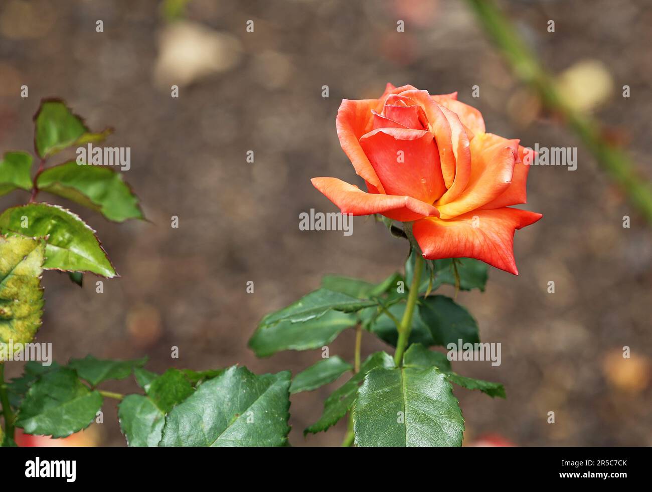 Orange yellow Rose Stock Photo