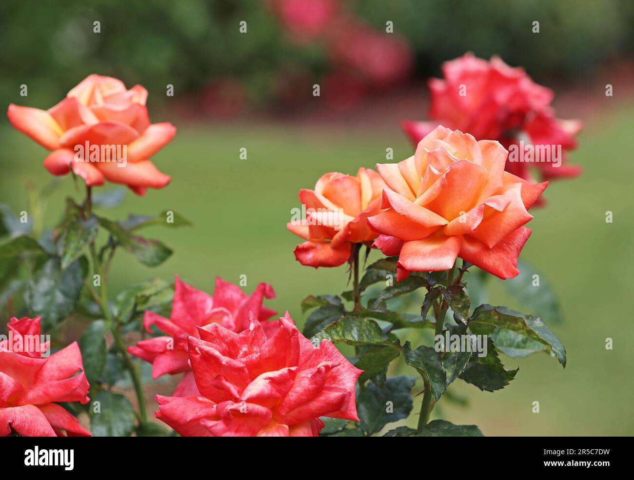 Rose flowers Stock Photo