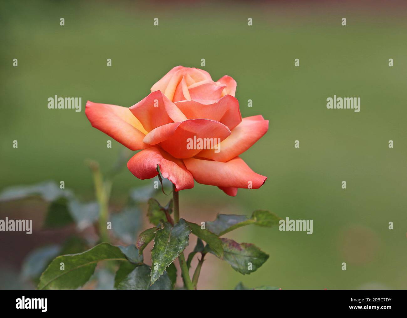 Rose on green background hi-res stock photography and images - Alamy