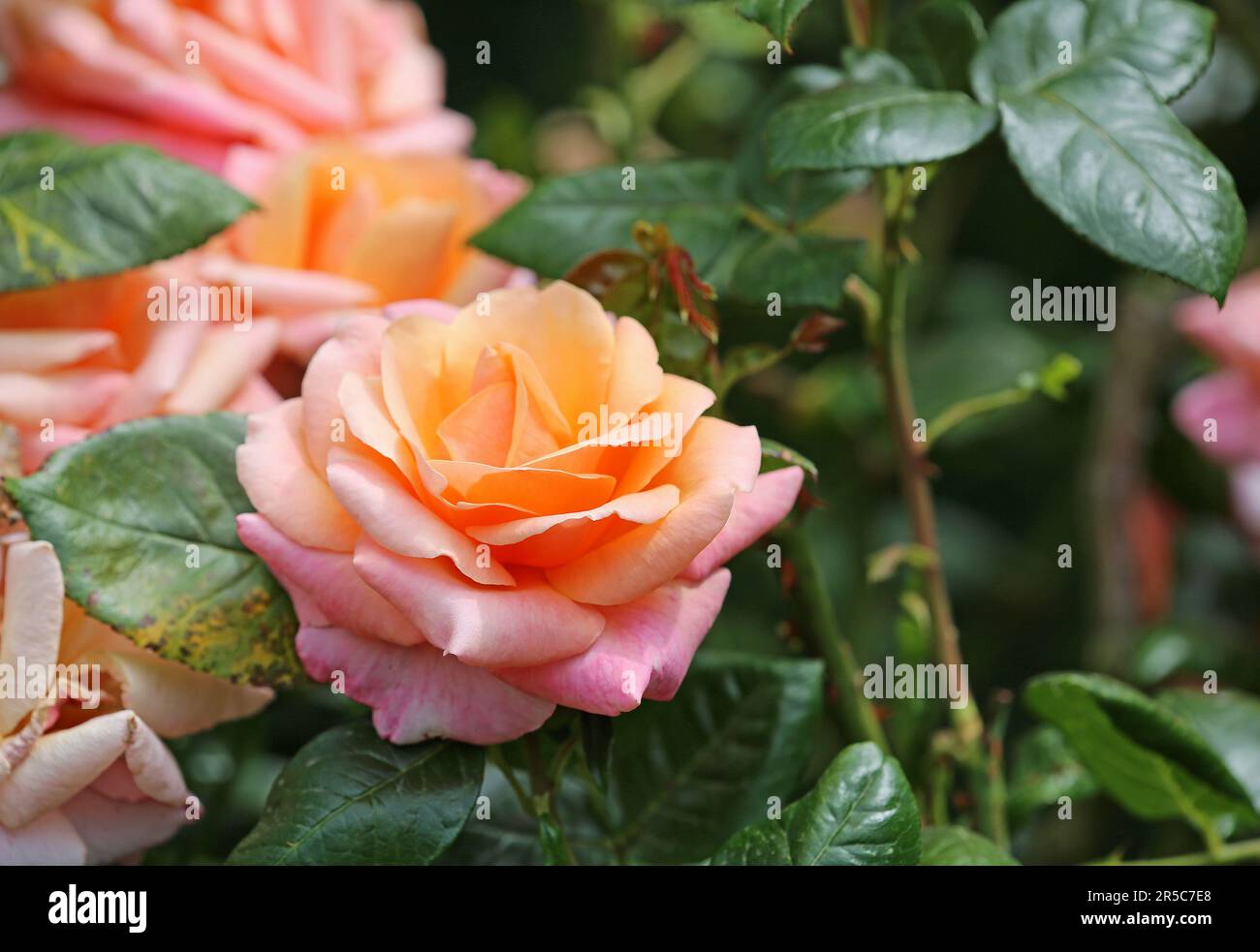 Rose close up Stock Photo