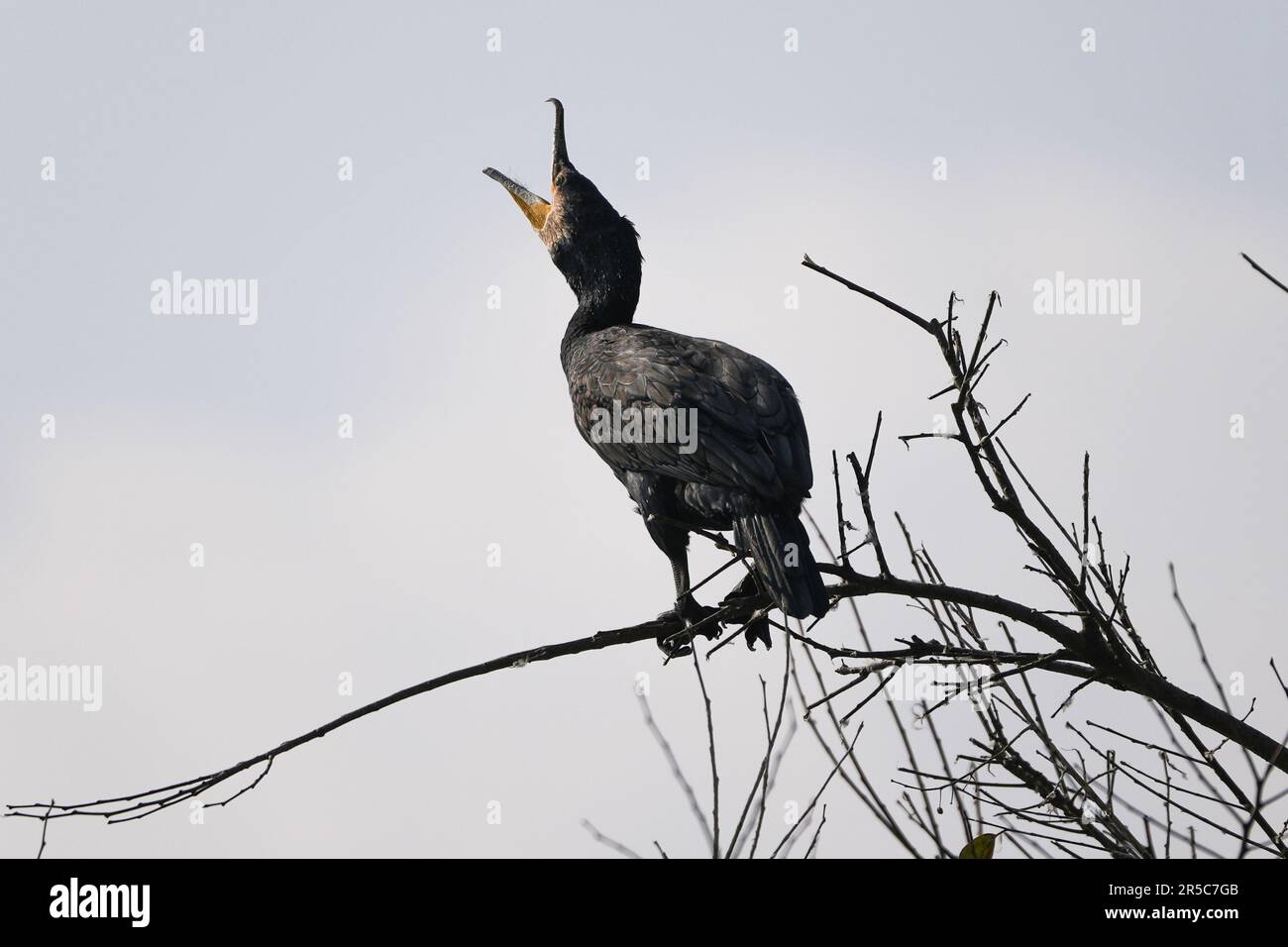 A majestic bird perched atop a tree branch, its head held up high ...