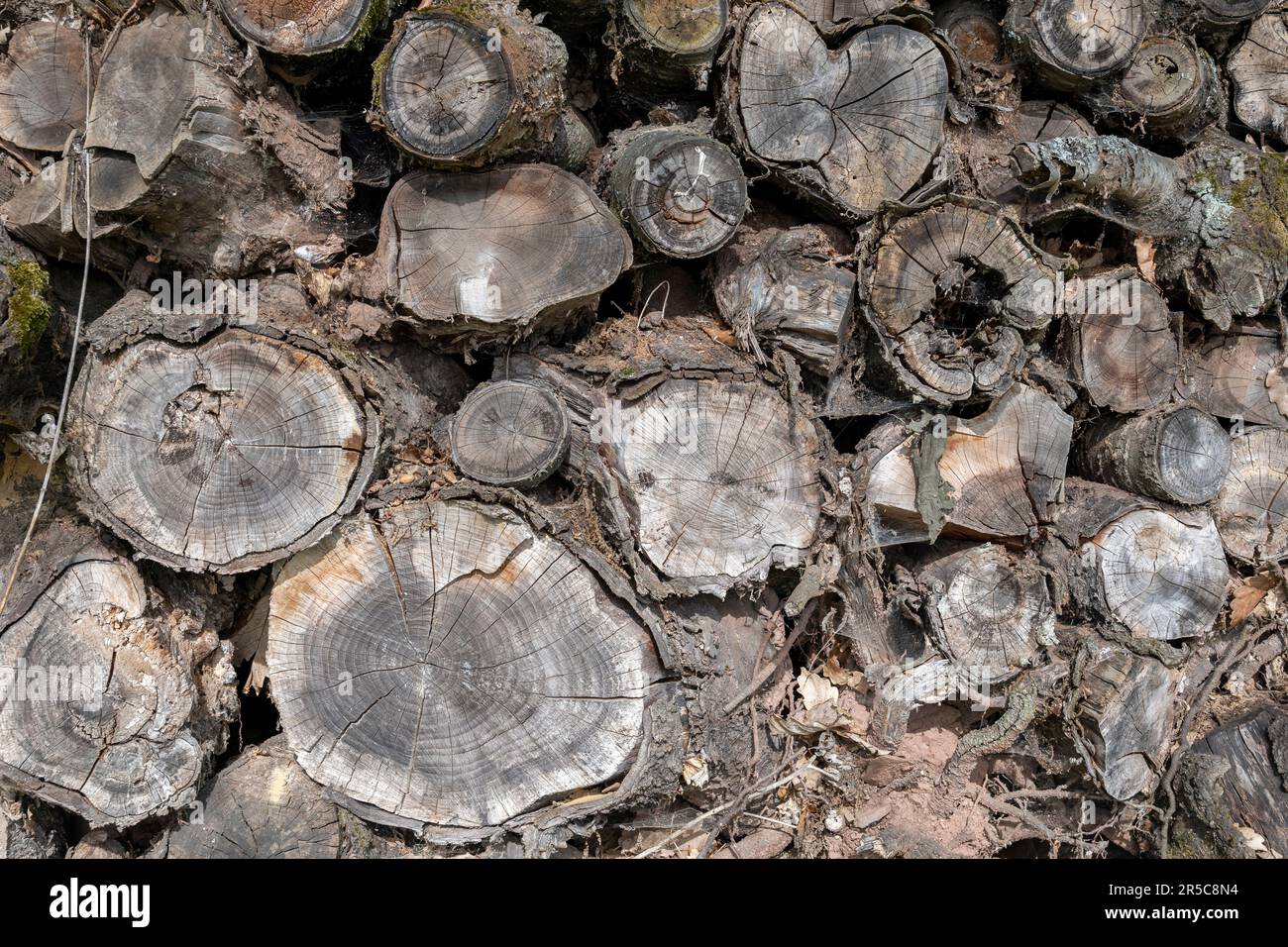 piled up old and rotten tree trunks as background, texture Stock Photo