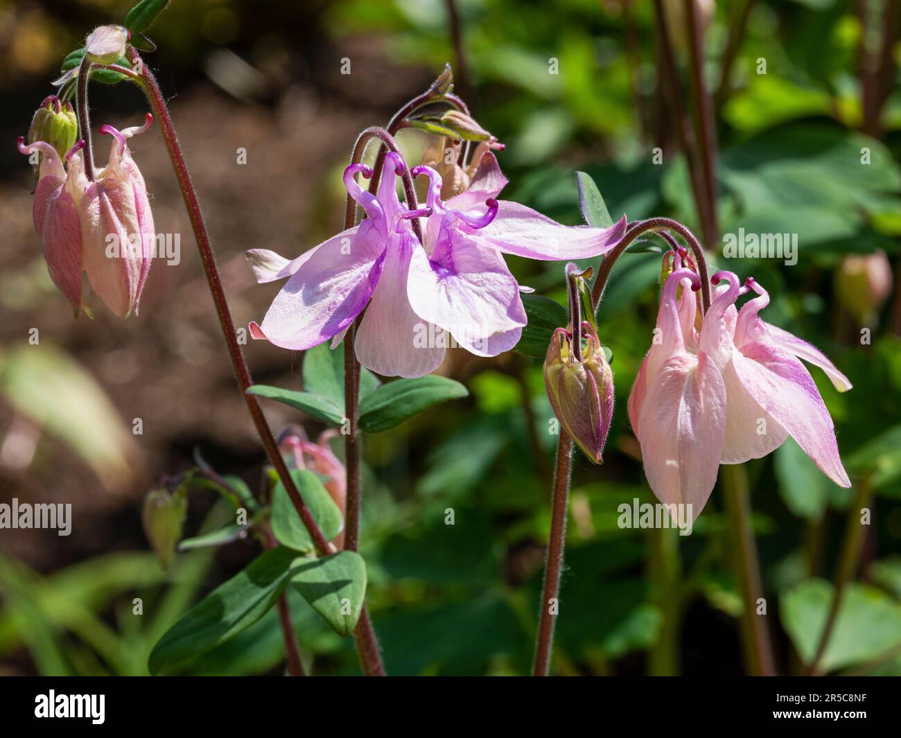beautiful pink and purple columbine flowers Stock Photo