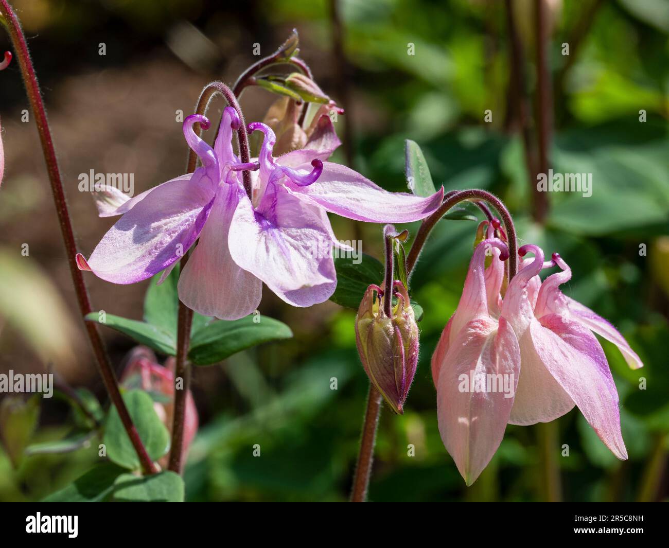 beautiful, pink and purple columbine flowers, closeup Stock Photo