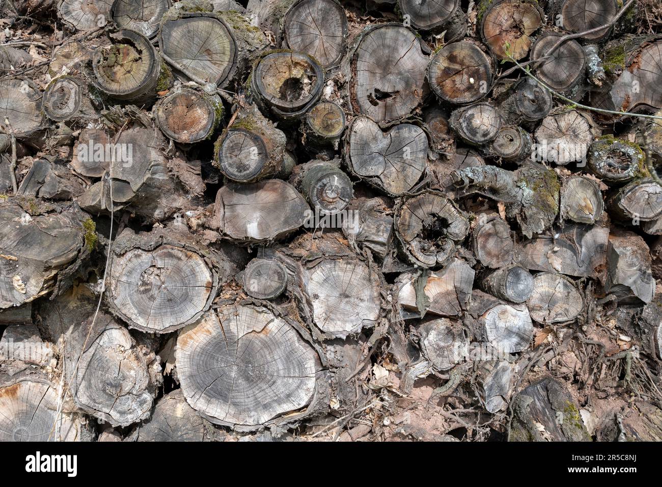 piled up old and rotten tree trunks as background, texture Stock Photo