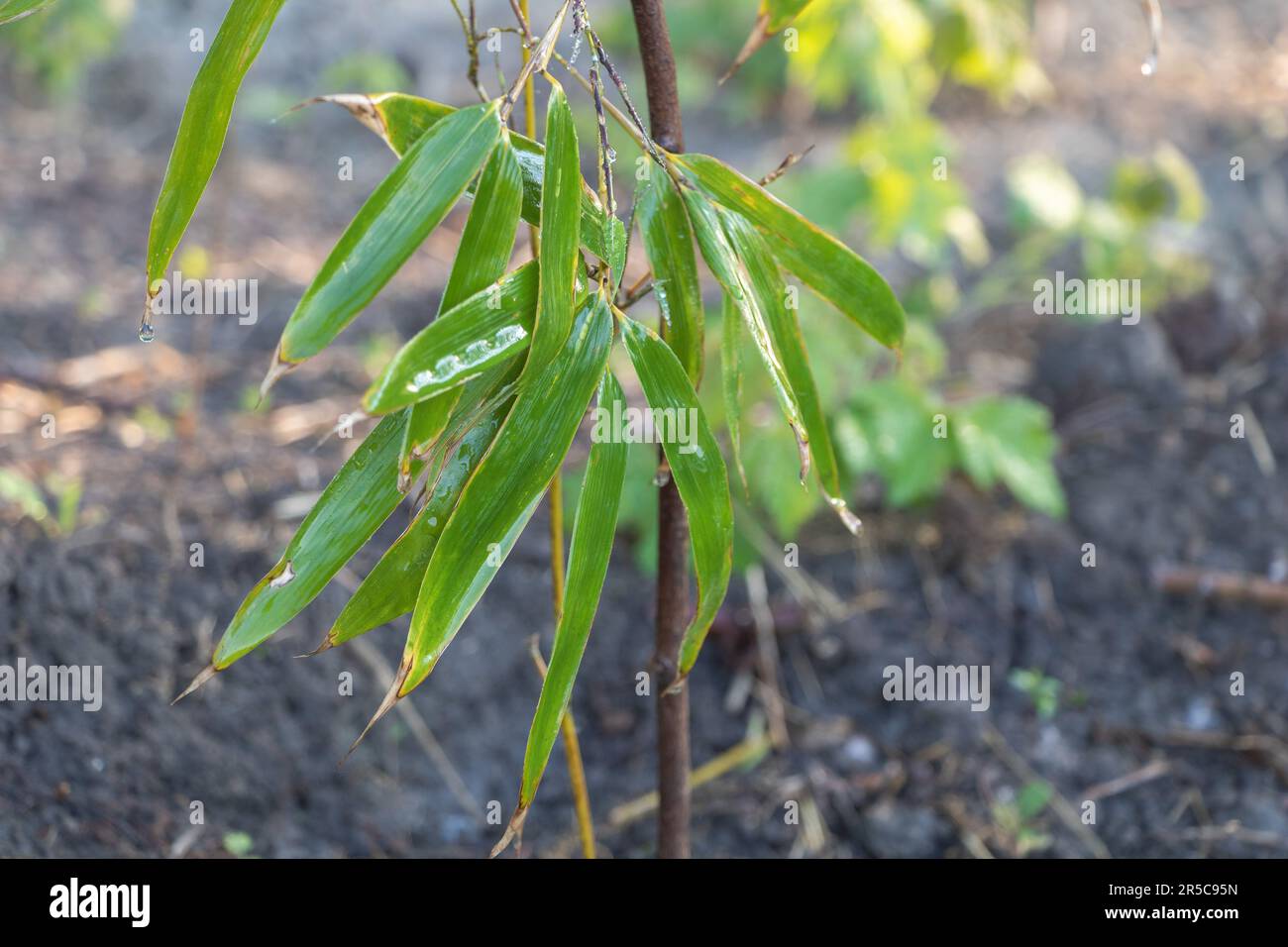 Bamboo leaves with water drops after the rain in the garden Stock Photo